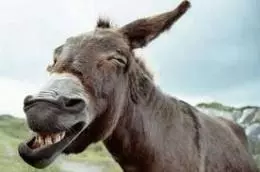 Copiare-betting-exchange